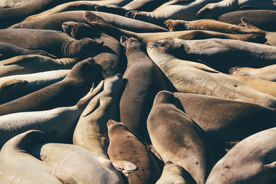 Full frame shot of seals resting in sun
