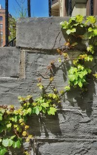 Plants growing on a wall