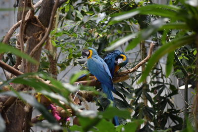 Close-up of bird perching on branch