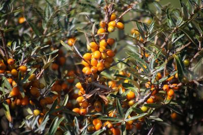 Close-up of orange fruits on tree