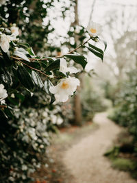 Close-up of white flowering plant