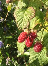 Close-up of red berries on tree