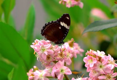 Close-up of butterfly pollinating on pink flower