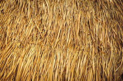 Close-up to detail thatched roof on background, full frame shot of dried plant