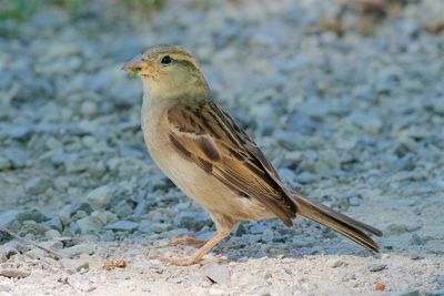 Close-up of bird perching on a land