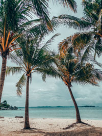 Palm tree by sea against sky