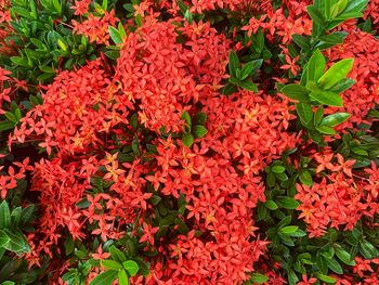 High angle view of red flowering plants