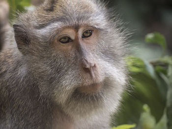 Close-up portrait of monkey