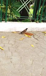 Bird perching on ground