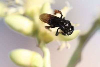 Close-up of fly on flower