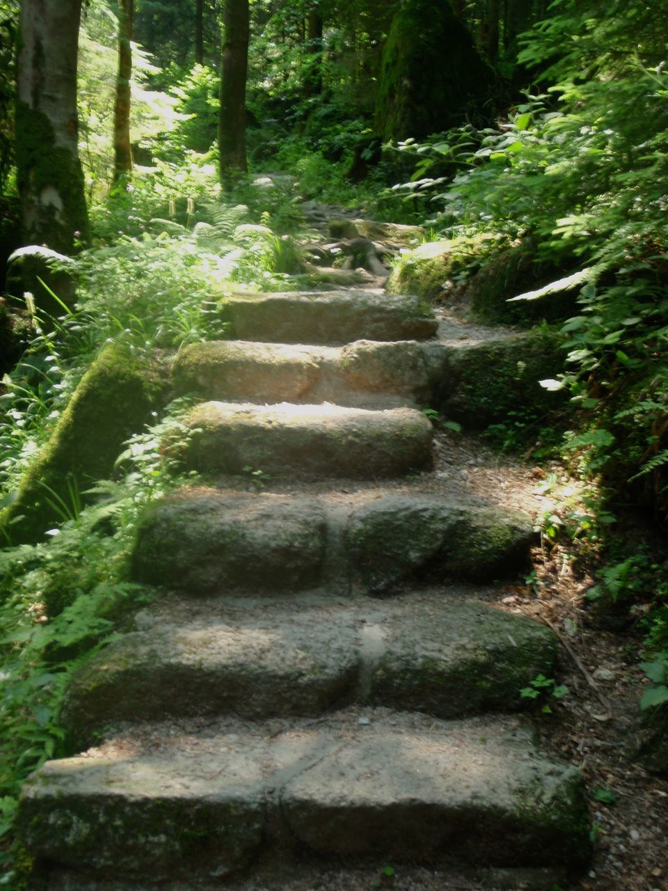 FOOTPATH AMIDST TREES