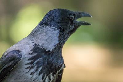 Close-up side view of bird