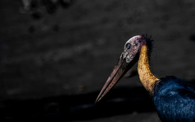 Lesser adjutant stork