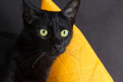 Close-up portrait of black cat