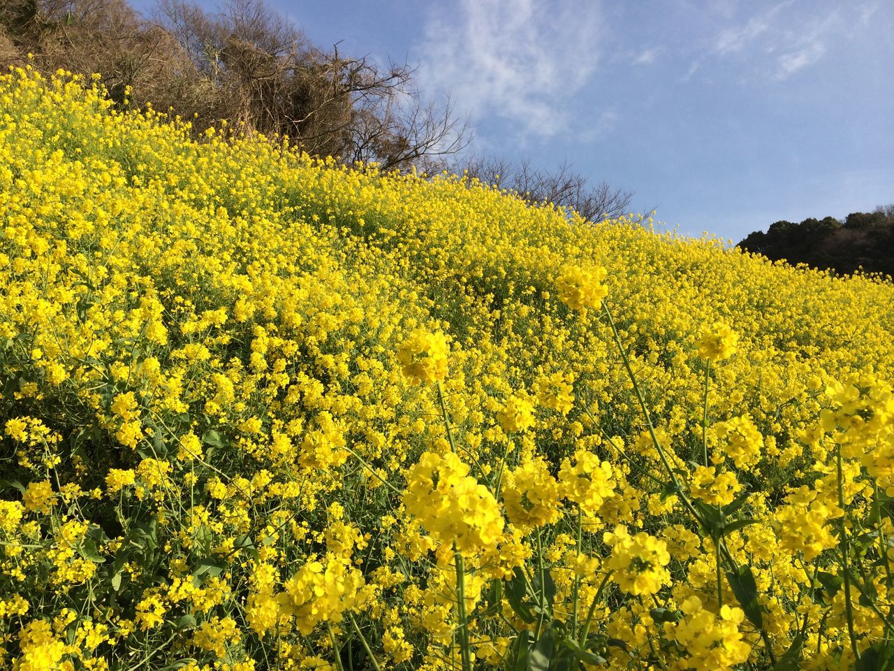 yellow, flower, growth, freshness, beauty in nature, field, sky, nature, agriculture, rural scene, fragility, plant, tranquil scene, blooming, oilseed rape, tranquility, landscape, abundance, in bloom, farm