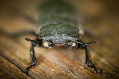 Stag beetle close up