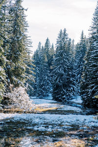 Panoramic view of trees in forest