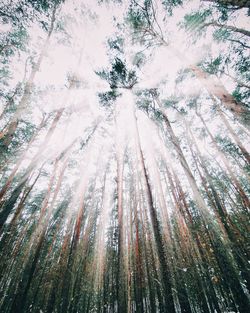 Low angle view of bamboo trees in forest during winter