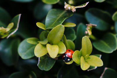 Close-up of plant