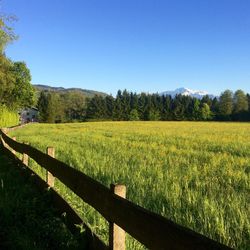 Scenic view of field against clear sky