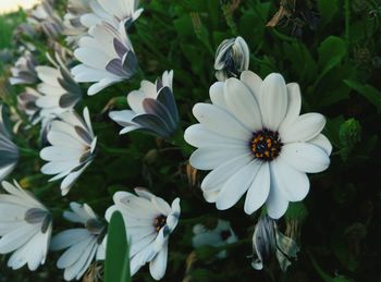 Close-up of white flower