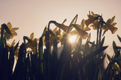 Close-up of plants on field against sky during sunset