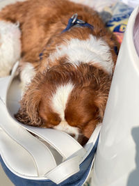 High angle view of dog sleeping