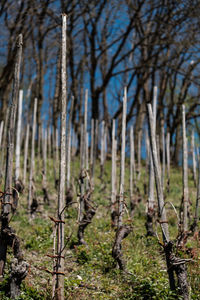 Bare trees in forest