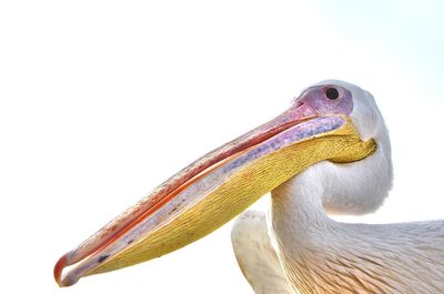 Close-up of pelican on white background