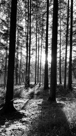 Sunlight streaming through trees in forest