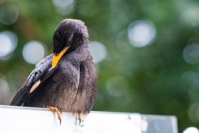 Close-up of bird perching on plant