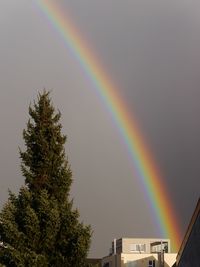 Low angle view of rainbow over trees against sky