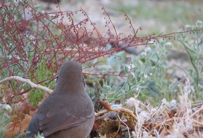 Close-up of bird perching on branch