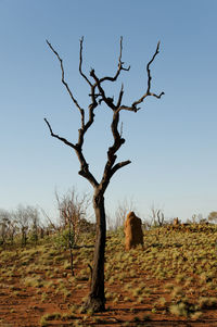 Bare tree on field against clear sky