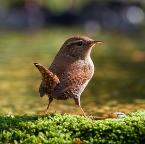 Close-up of bird perching on a field