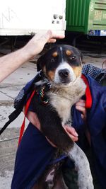 Low section of man holding dog