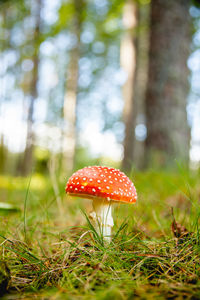 Close-up of fly agaric mushroom growing in forest