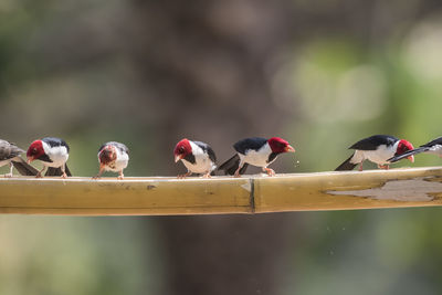 Close-up of bird perching on branch