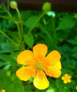 Close-up of yellow flower