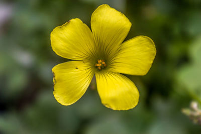 Close-up of yellow flower