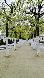 Walkway along trees in park