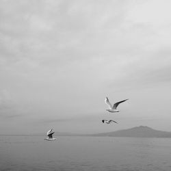 Bird flying over sea against sky