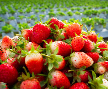 Close-up of strawberries