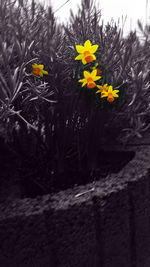 Close-up of yellow flowers