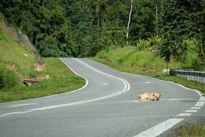 High angle view of cat on road