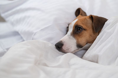 Dog sleeping on bed