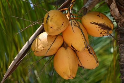 Close-up of fruits on tree