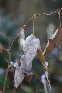 Close-up of frozen plant during winter