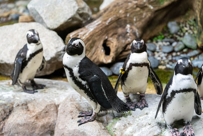 High angle view of penguins on rock