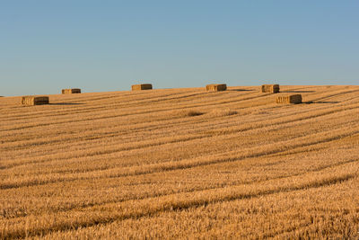 Scenic view of hay bales on harvested wheat field in provence, south of france 